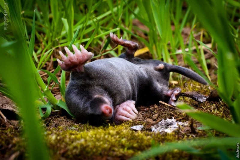 Mole Stuart