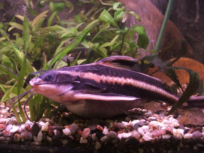 Platydoras costatus