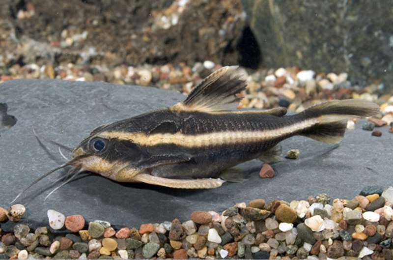 Platydoras Catfish