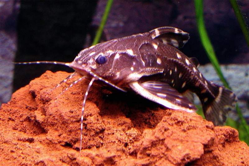 Отоцинклюс аффинис Otocinclus affinis