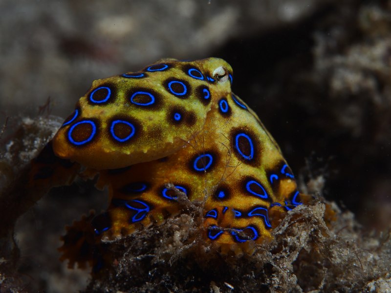 Синекольчатый осьминог (Hapalochlaena maculosa)