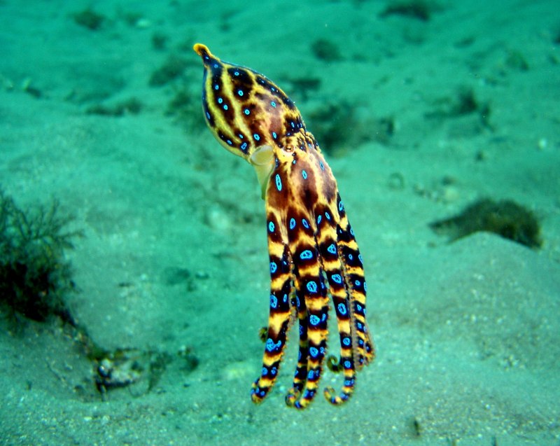 Кольчатый осьминог (58 фото)