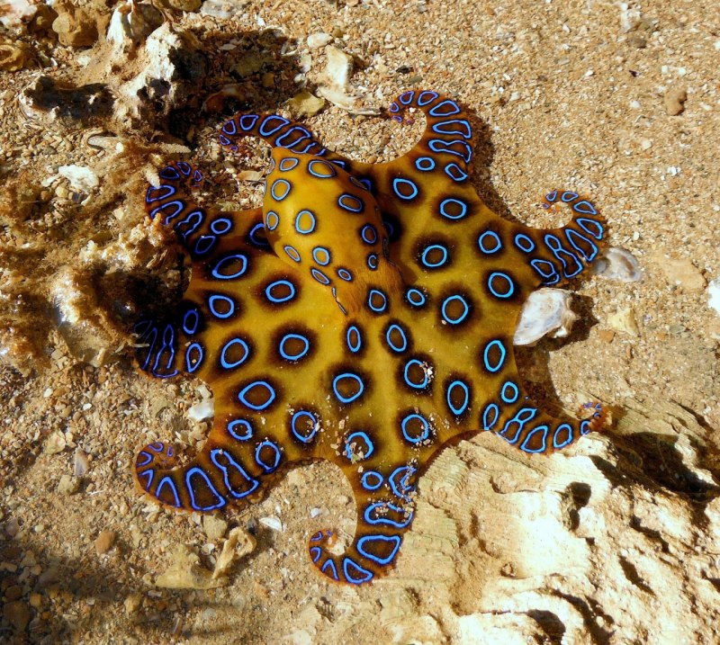 Синекольчатый осьминог (Hapalochlaena maculosa)