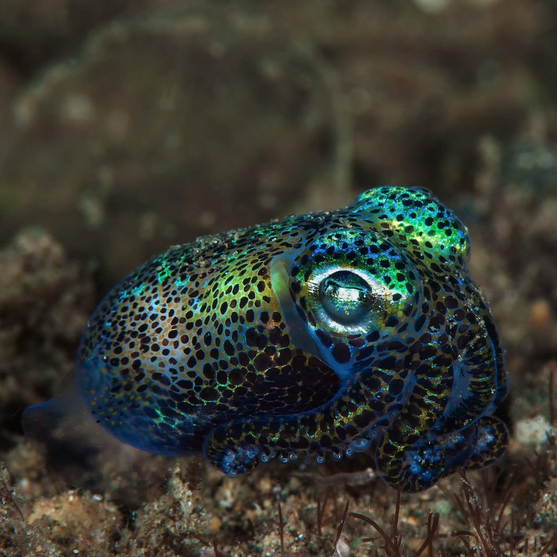 Пелагия ночесветка (Pelagia Noctiluca)