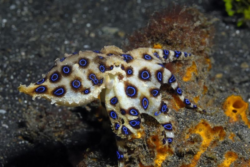 Octopus Бали