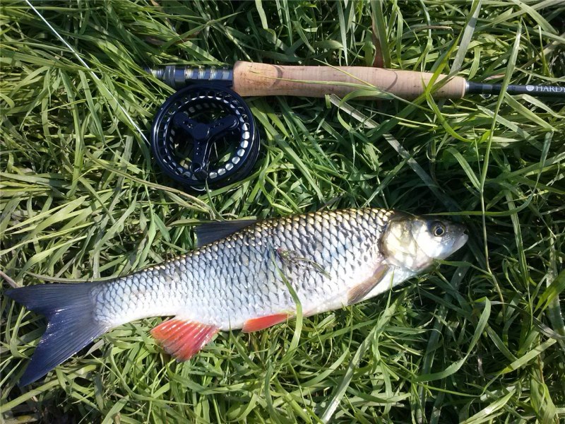 Голавль (Leuciscus cephalus)