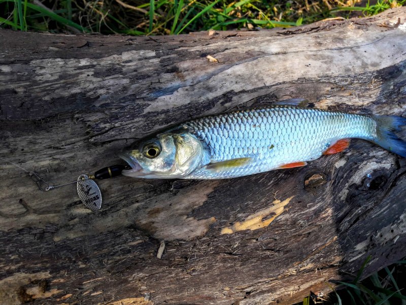 Голавль (Leuciscus cephalus)