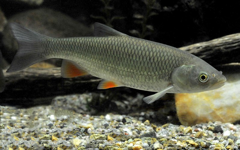 Голавль Squalius cephalus