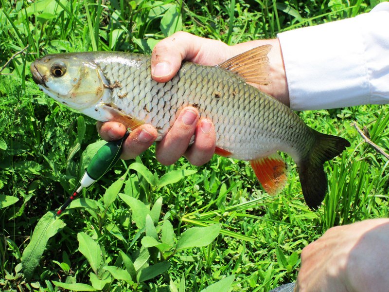 Голавль Squalius cephalus