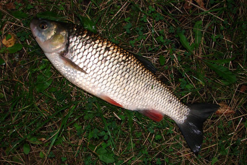 Афипсский голавль Leuciscus aphipsi