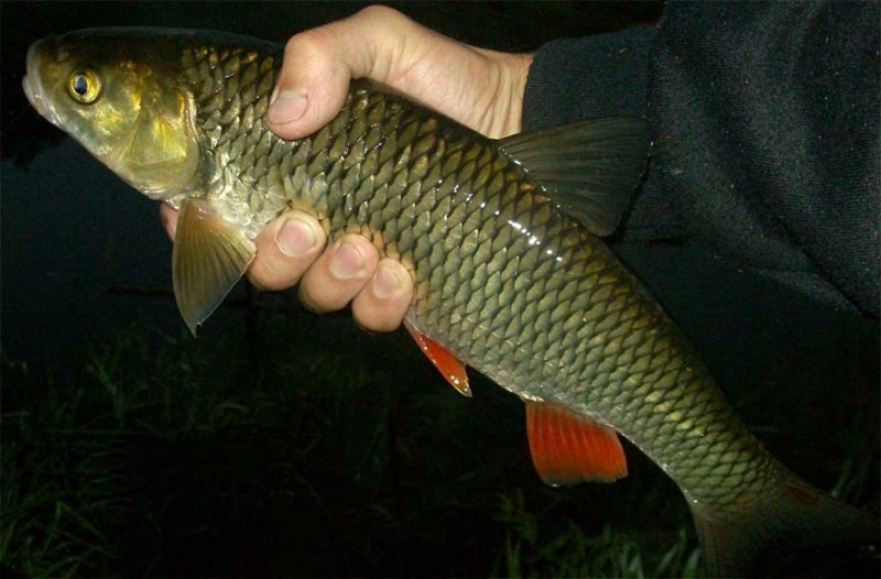 Голавль (Leuciscus cephalus)