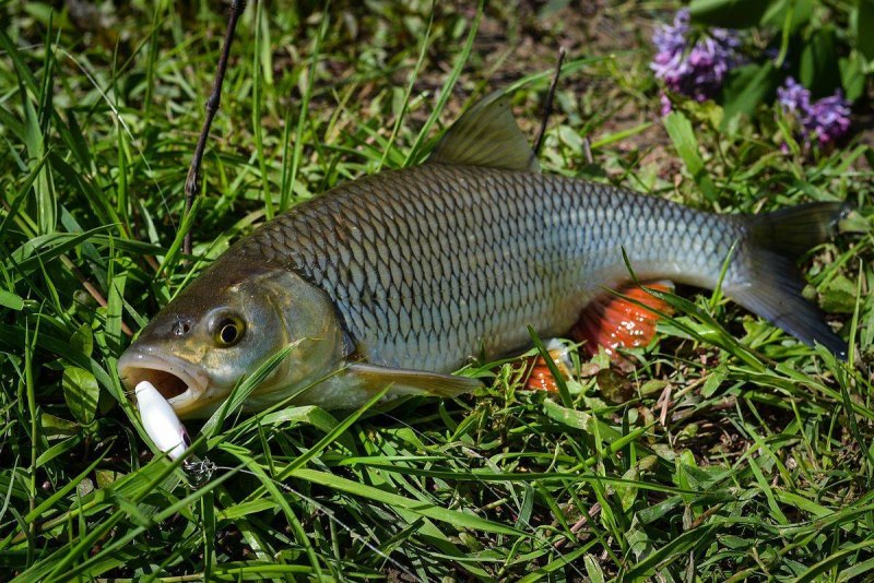 Голавль Squalius cephalus