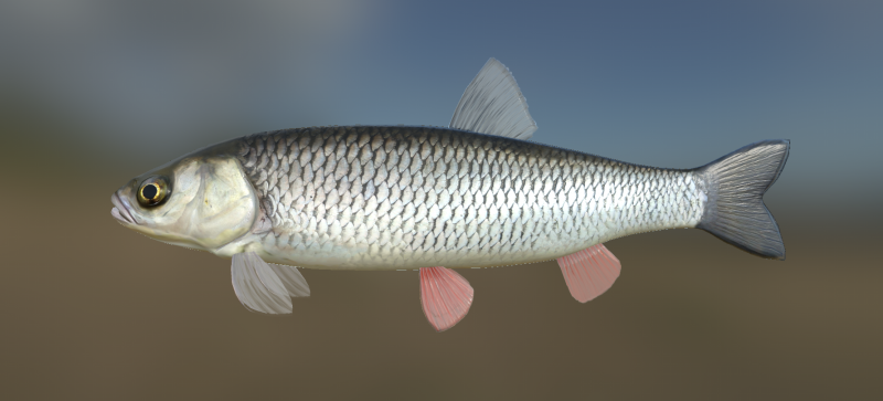 Голавль (Leuciscus cephalus)
