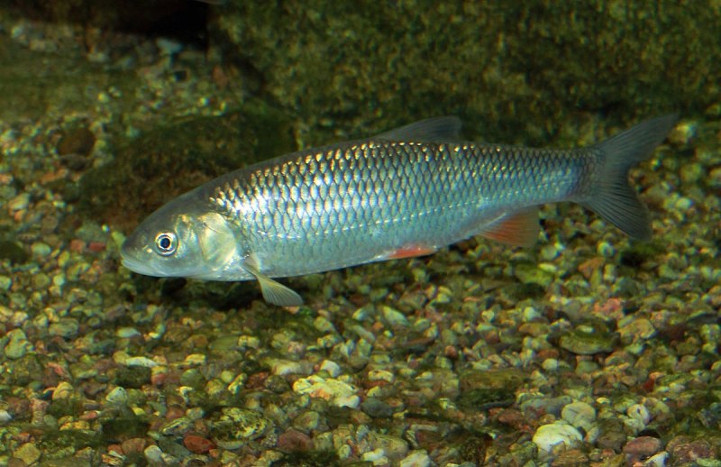 Голавль Squalius cephalus