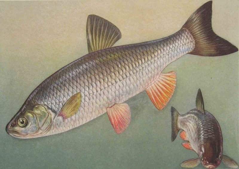 Голавль (Leuciscus cephalus)