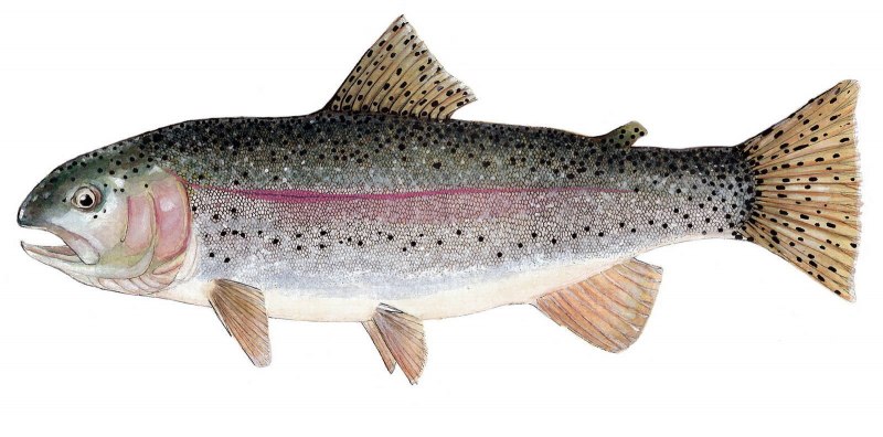 Форель Oncorhynchus