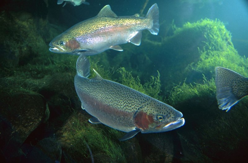Радужная форель Oncorhynchus mykiss