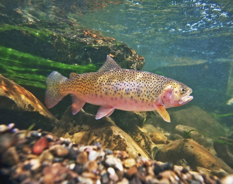Радужная форель Oncorhynchus mykiss