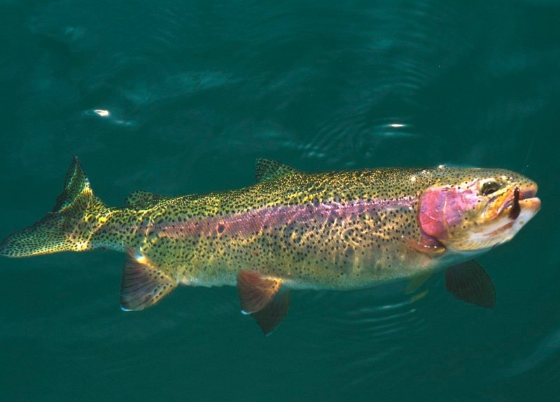 Радужная форель Oncorhynchus mykiss
