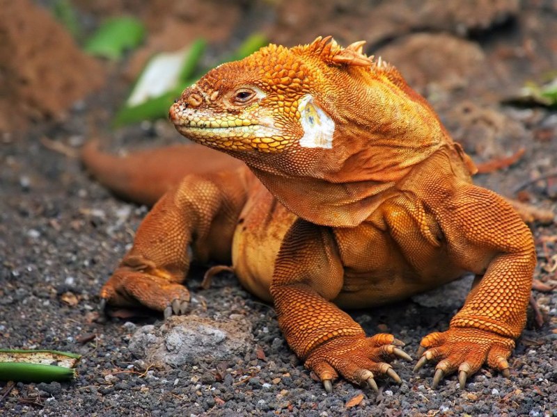 Игуана красная (Iguana Iguana)