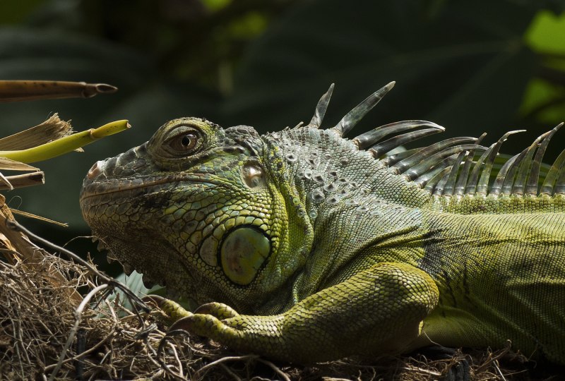 Пресмыкающиеся Reptilia