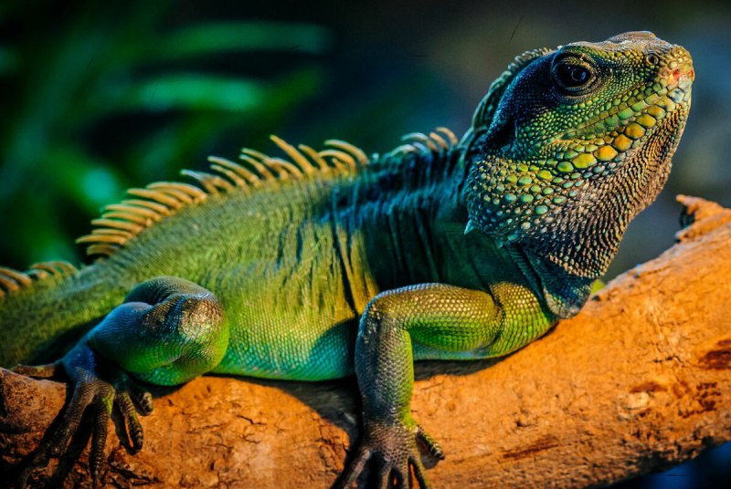 Зеленая игуана (Iguana Iguana)