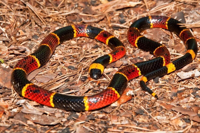 Walterinnesia aegyptia