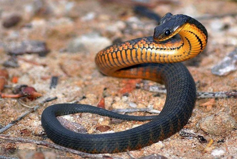 Королевская змея (Lampropeltis)