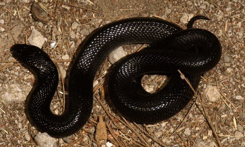 Walterinnesia aegyptia