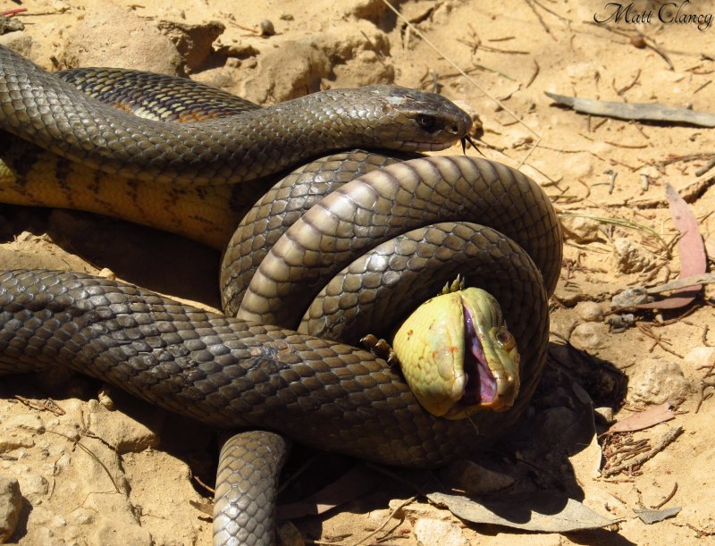 Lampropeltis getula Nigrita