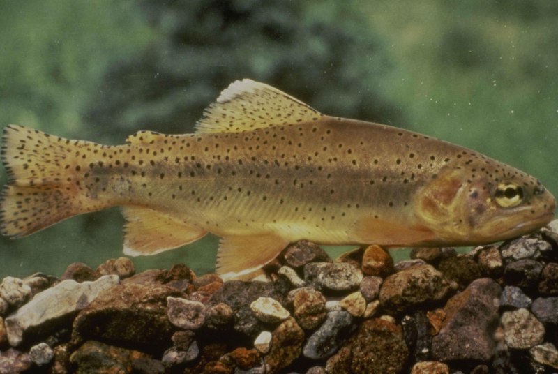 Кумжа Salmo trutta trutta l