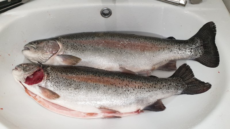 Cutthroat Trout