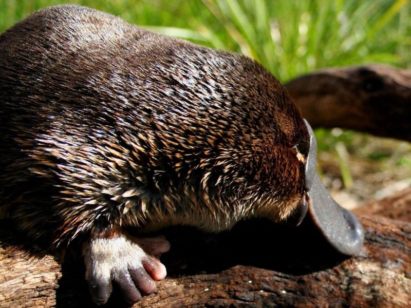 Ornithorhynchus anatinus