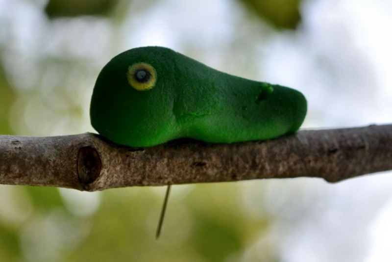 Papilio Troilus гусеница