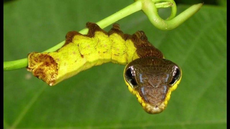 Hemeroplanes triptolemus ( гусеница – змея )