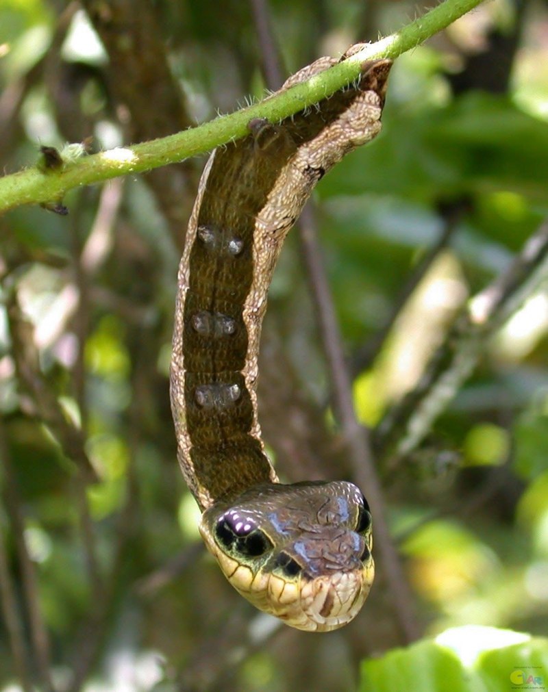 Hemeroplanes triptolemus гусеница