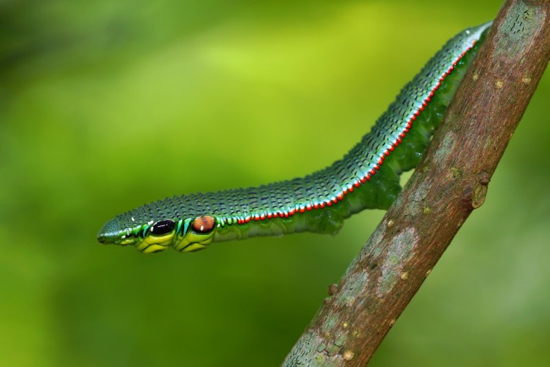 Hemeroplanes triptolemus гусеница