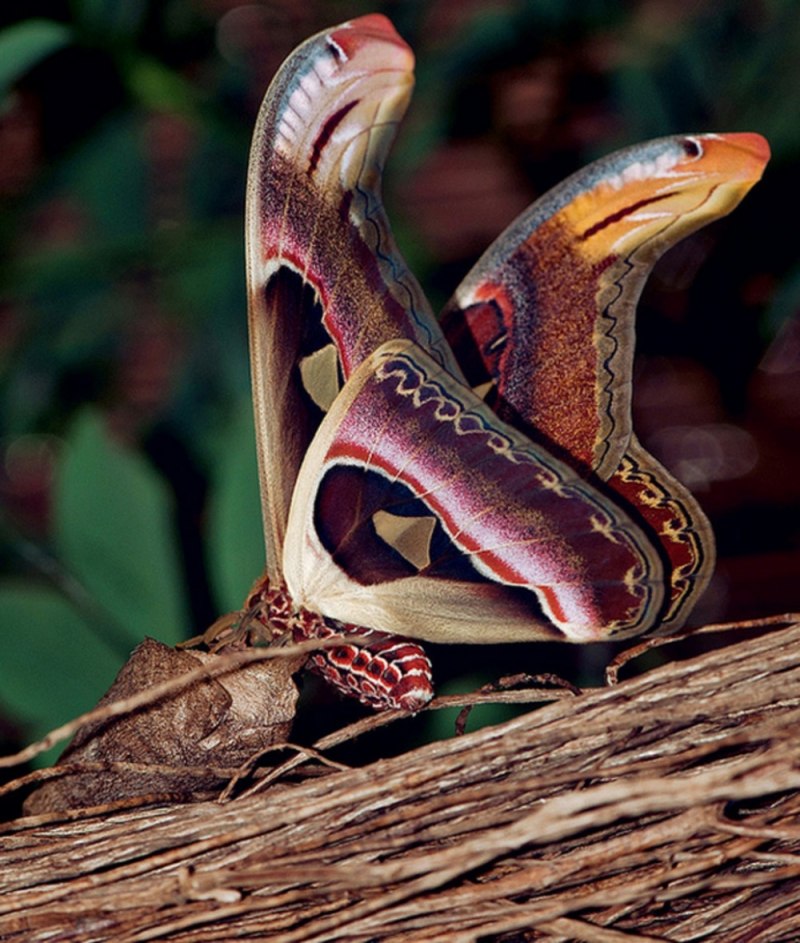 Гусеница бабочки Carthaea saturnioides