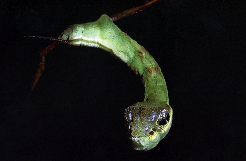Hemeroplanes triptolemus ( гусеница – змея )