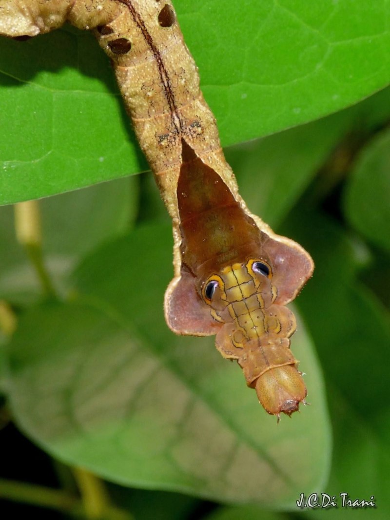 Nematocampa resistaria