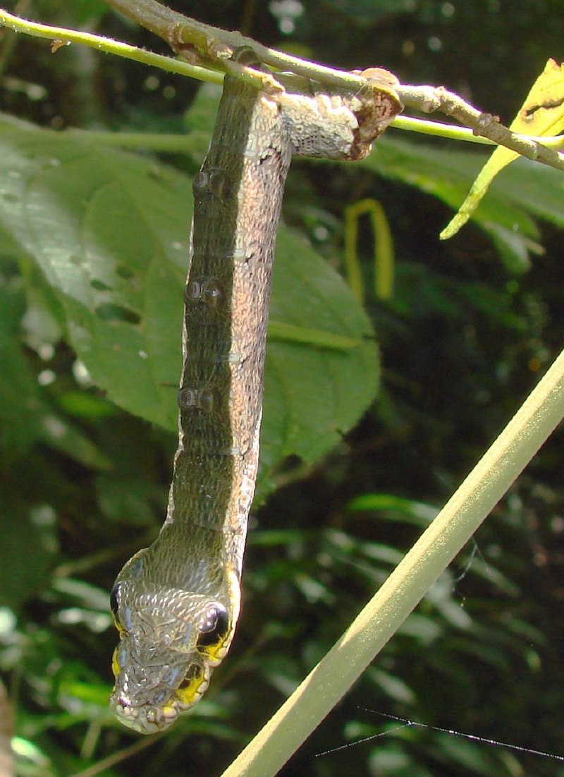 Deilephila elpenor гусеница