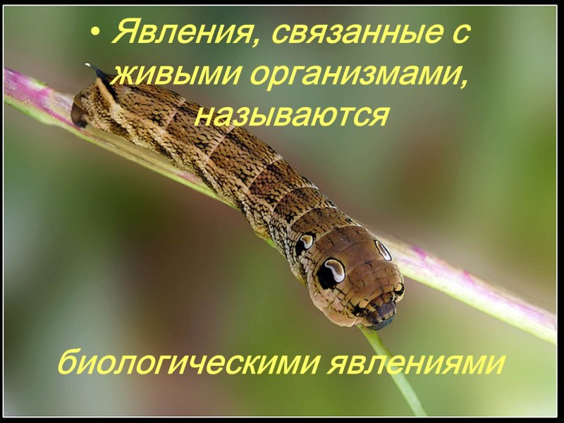 Бражник вьюнковый гусеница