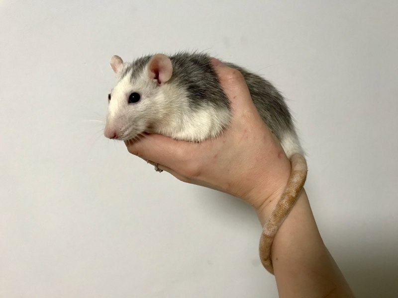 Декоративные крысы