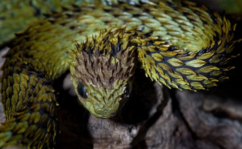 Колючая кустарниковая гадюка (Atheris hispida)