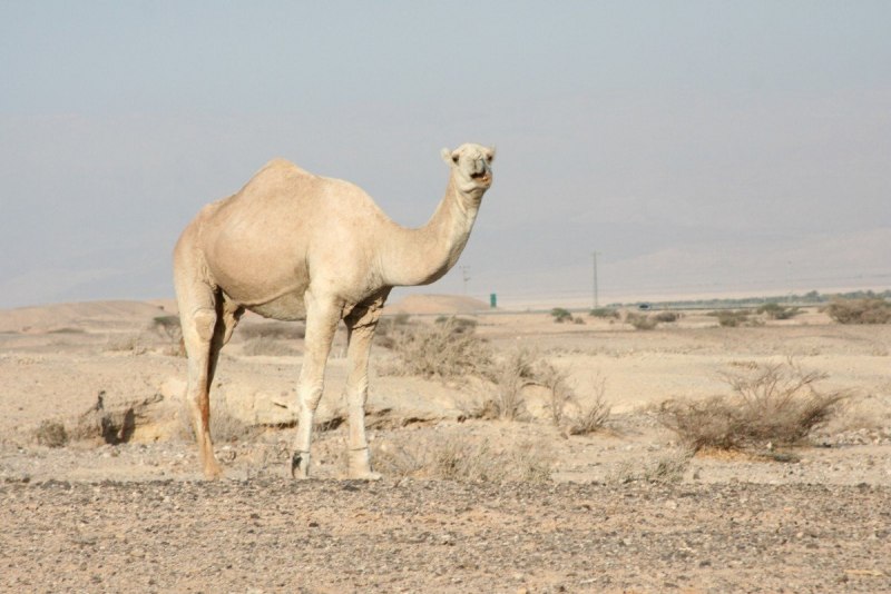Camel белый