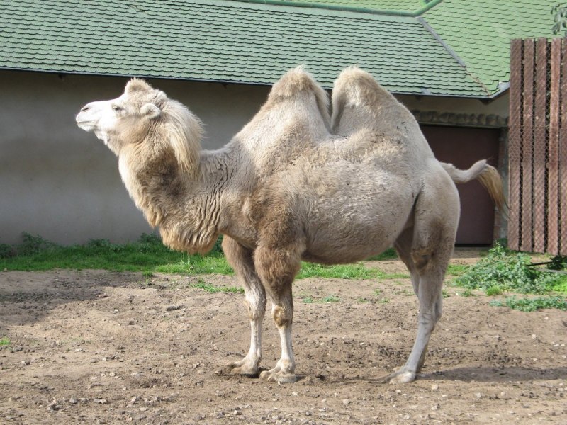 Дикий Бактрианский верблюд