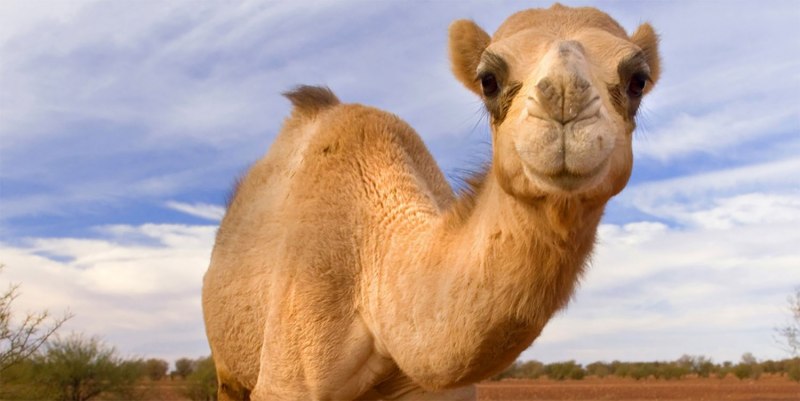 Camel верблюд пачка 2020