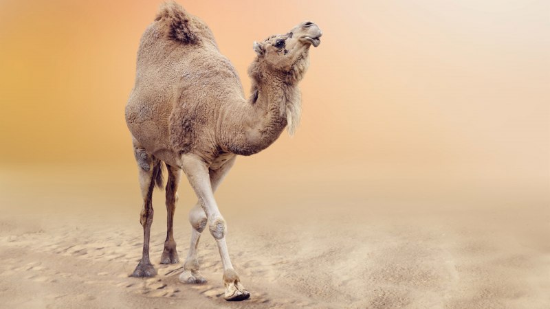 Camelus bactrianus