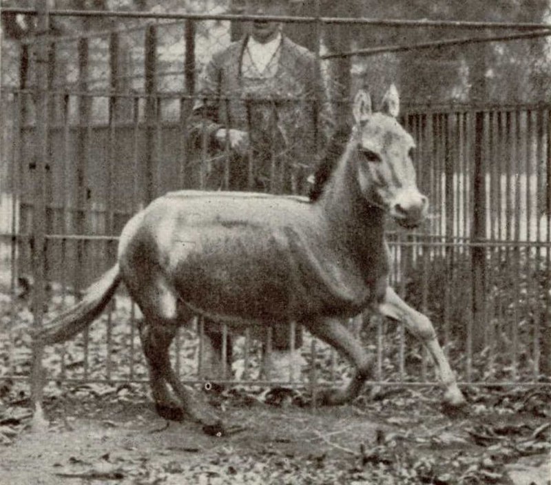 Кулан Equus hemionus красная книга
