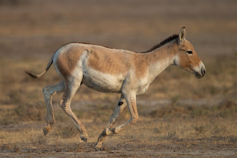 Кулан Equus hemionus